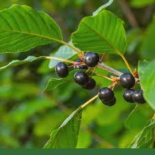 CASCARA SAGRADA BARK