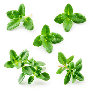 THYME LEAF