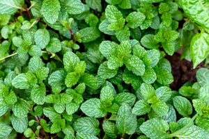 PEPPERMINT LEAF